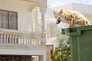 Cat eating fish from a garbage can