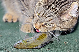 Cat Eating a Fish