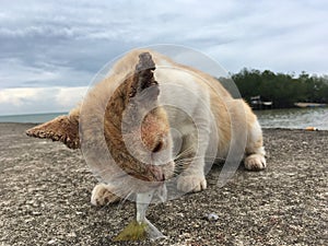 Cat eating a fish on a jetty