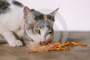 Cat eating fish snack