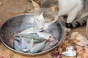 Cat eating fish