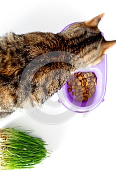 Cat eating food from bowl on white background top view copyspace