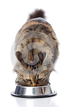 Cat eating food. isolated on white