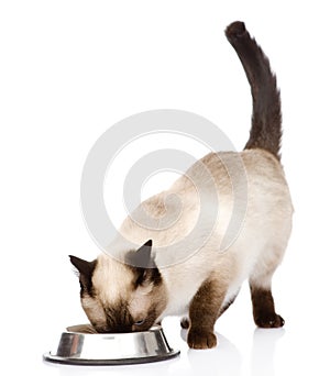 Cat eating food. isolated on white background