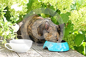 Cat eating food in a secluded place under a bush