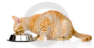 Cat eating food. on white background