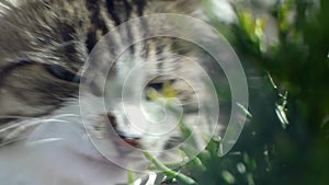 Cat is eating fresh green grass. Cat grass, pet grass. Clip. Natural hairball treatment, white, red pet cat eating fresh