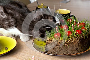Cat eating grass cake