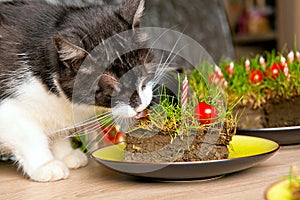 Cat eating grass cake