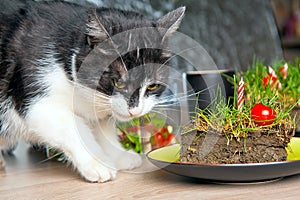Cat eating grass cake