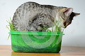 Cat eating grass