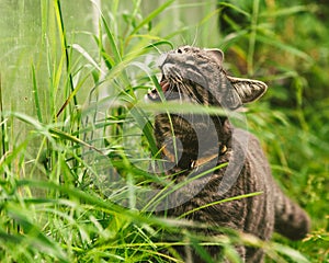 The cat is eating grass in the park.