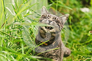 The cat is eating grass in the park.