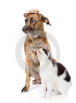 Cat eating grass, which keeps the dog. isolated on white