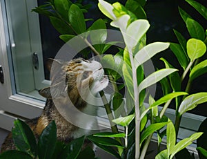 Cat eating houseplant aroid palm, zamioculcas