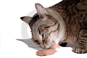 Cat eating a large piece of sandwich filling