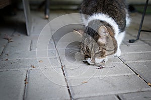 Cat eating mouse outdoors