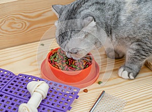 Cat eating pet food with pet accessories