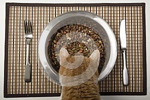 Cat eating from silver bowl