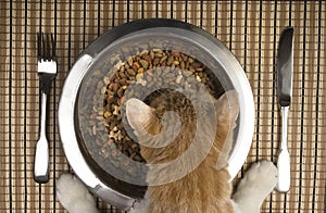 Cat eating from silver bowl