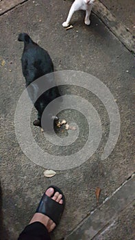 Cat eating some food shot from high angle view