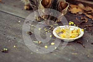cat eating table scraps
