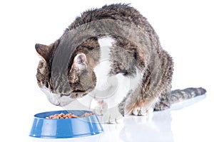 Cat eating wet food