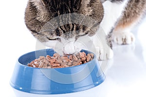 Cat eating wet food