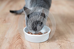 Cat eating wet food from white bowl on wooden floor