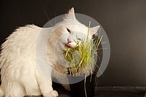 Cat eating wheat grass