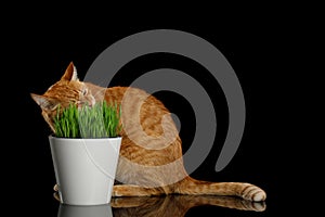 Cat eating wheat grass on black background