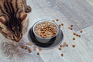 Cat eats dry food on the kitchen floor. food is scattered on the floor