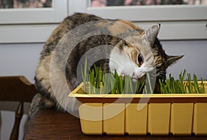 Cat eats fresh green grass