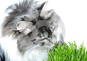 Cat eats grass photo