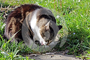Cat eats grass