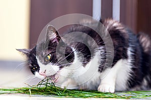 Cat eats grass on kitchen floor