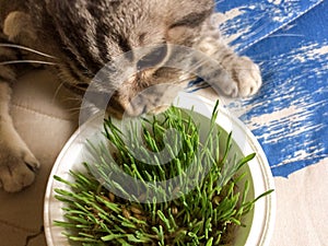Cat eats grass