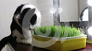 Cat eats the grass of wheat from yellow tray