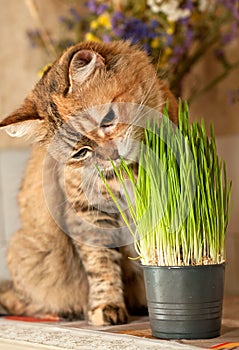 Cat eats green grass