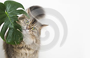 Cat eats green leaf plant