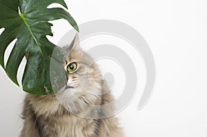 Cat eats green leaf plant