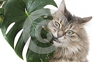 Cat eats green leaf plant