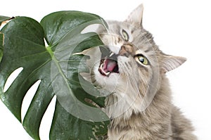 Cat eats green leaf plant