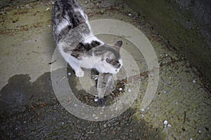 The cat eats live fish. Fish catch. Feeding the cat with fish.