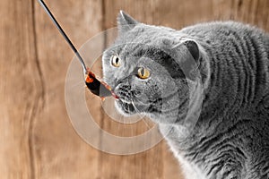 The cat eats red caviar from a spoon