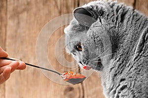 The cat eats red caviar from a spoon