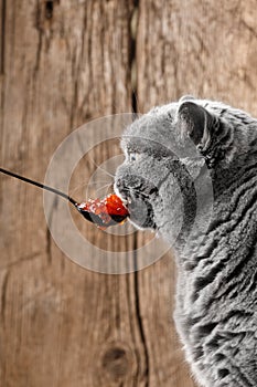 The cat eats red caviar from a spoon