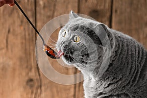 The cat eats red caviar from a spoon. Pet food
