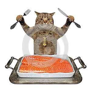 Cat eats salmon from metal tray 3