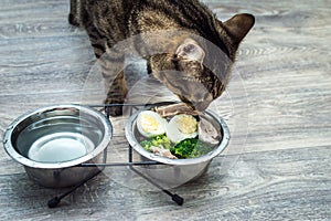 Cat eats vegetables, egg and chicken on kitchen floor close up